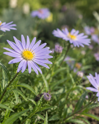 ASTER (SYMPHYOTRICHUM) DUMOSUM "MITTELMEER"
