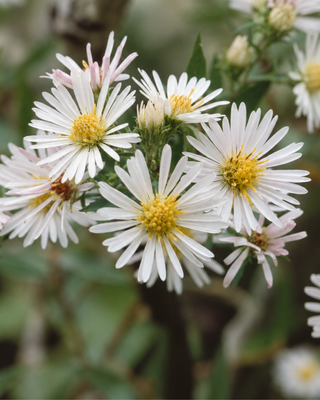 ASTER (SYMPHYOTRICHUM) ERICOIDES "FIRST SNOW"