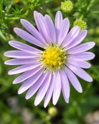 ASTER ERICOIDES "PINK CASSINO"