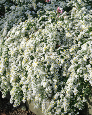 ASTER (SYMPHYOTRICHUM) ERICOIDES "SNOW FLURRY"