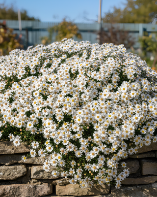 ASTER (SYMPHYOTRICHUM) ERICOIDES "SNOW FLURRY"