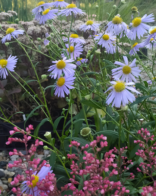 ASTER (MIYAMAYOMENA) KORAIENSIS