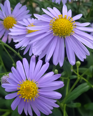 ASTER (MIYAMAYOMENA) KORAIENSIS
