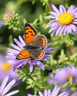 ASTER OBLONGIFOLIUS "OCTOBER SKIES"