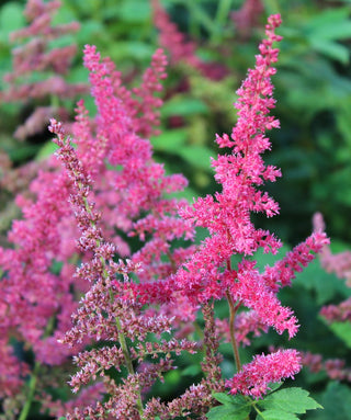Astilbe Japonica Koln