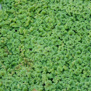 Azolla Pinnata