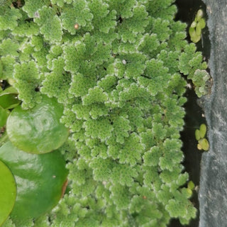 Azolla caroliniana