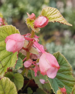 BEGONIA GRANDIS SUBSP. EVANSIANA