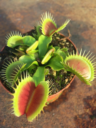 Dionaea muscipula “Big mouth”