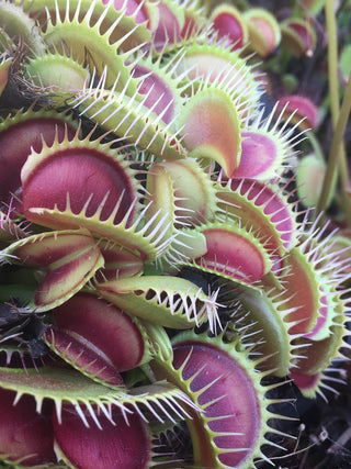 Dionaea muscipula “Big mouth”