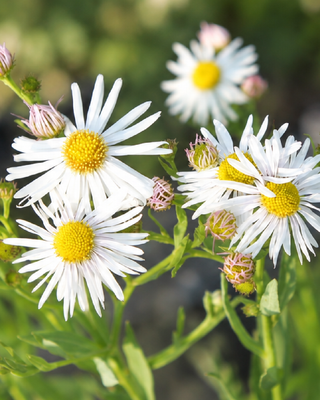 BOLTONIA ASTEROIDES "SNOWBANK"