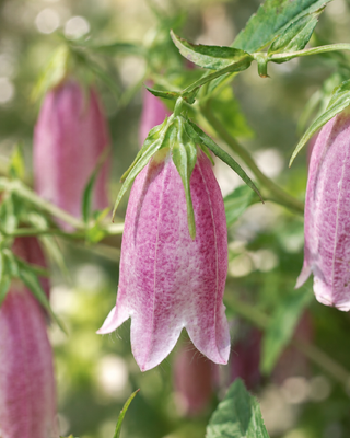 CAMPANULA TAKESIMANA "ELIZABETH"