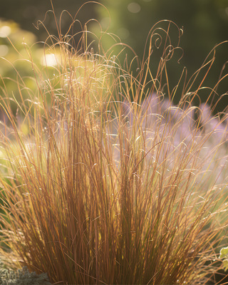CAREX BUCHANANII "RED ROOSTER"