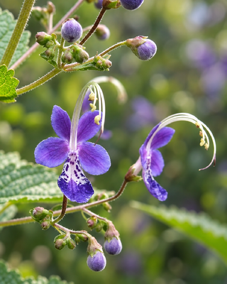 CARYOPTERIS DIVARICATA "SNOW FAIRY"