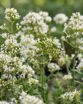 CENTRANTHUS RUBER "ALBUS"