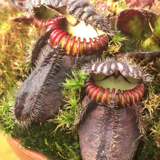 Cephalotus follicularis - vaso 5,5 cm