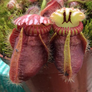 Cephalotus follicularis - vaso 8 cm