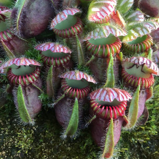 Cephalotus follicularis - vaso 5,5 cm