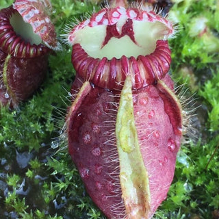 Cephalotus follicularis - vaso 5,5 cm