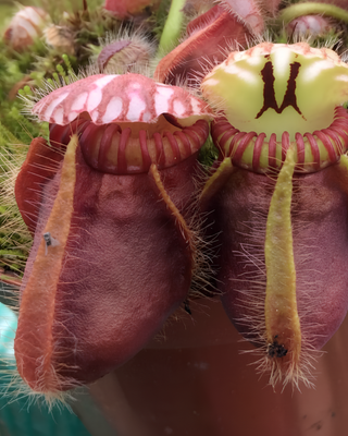 CEPHALOTUS FOLLICULARIS - VASO 5,5cm