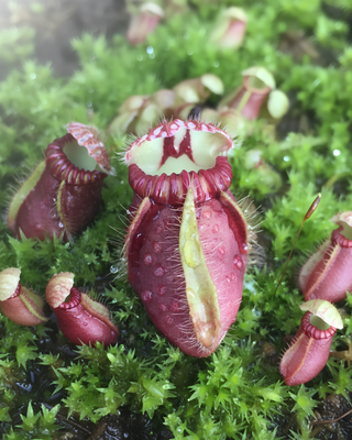 CEPHALOTUS FOLLICULARIS - VASO 5,5cm