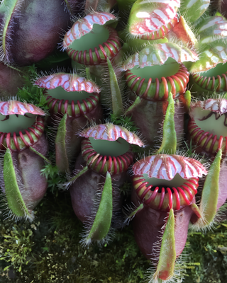 CEPHALOTUS FOLLICULARIS - VASO 5,5cm
