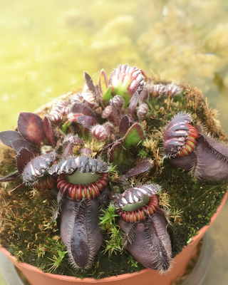 CEPHALOTUS FOLLICULARIS - VASO 5,5cm