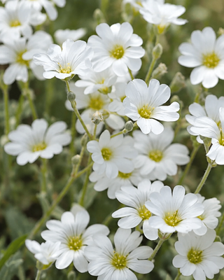 CERASTIUM TOMENTOSUM