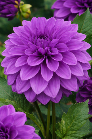 DALIA DECORATIVA LILAC TIME