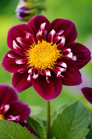 DALIA IMPRESSION FANTASTICO