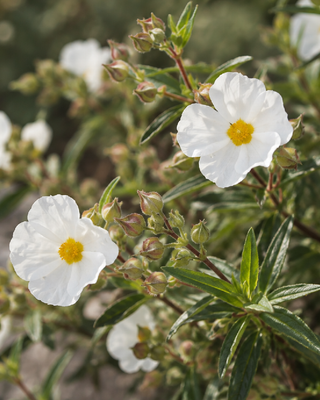 CISTUS × PURPUREUS "ALAN FRADD"
