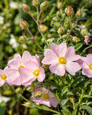 CISTUS × SKANBERGII