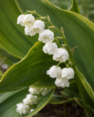MUGHETTO CONVALLARIA MAJALIS HARDWICK HALL IN VASO