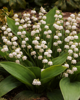 MUGHETTO CONVALLARIA MAJALIS BIANCO FORZA A FIORE