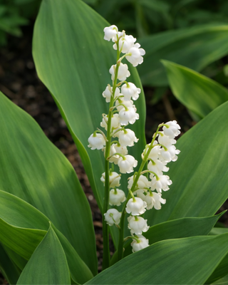 MUGHETTO CONVALLARIA MAJALIS FORTIN'S GIANT VASO