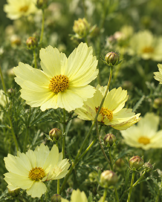 COREOPSIS "FULL MOON"