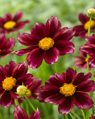 COREOPSIS "MERCURY RISING"