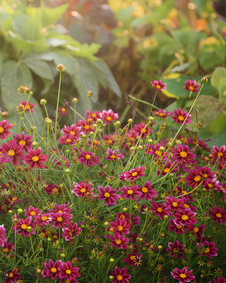 COREOPSIS "MERCURY RISING"