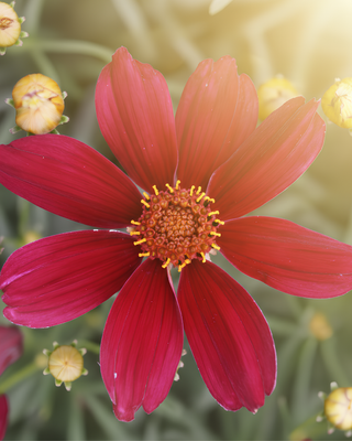 COREOPSIS "RED SATIN"