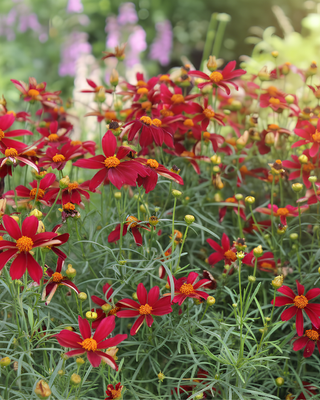 COREOPSIS "RED SATIN"