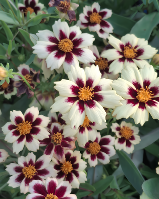 COREOPSIS GRANDIFLORA "SOLAR FANCY"