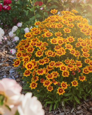 COREOPSIS GRANDIFLORA "SOLAR JEWEL"
