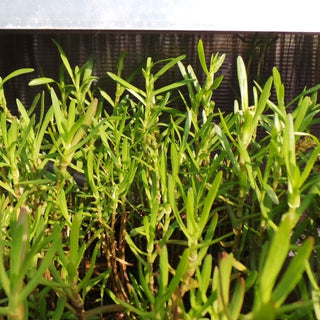 Cotula coronopifolia