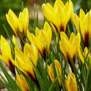 Crocus Korolkowii
