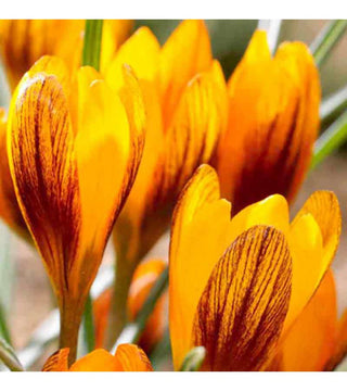 Crocus Olivieri ssp Balansae Orange Monarch