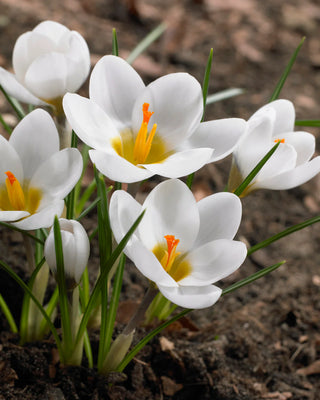 Crocus Chrysanthus Ard Schenk