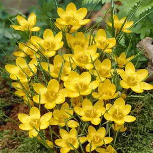 Crocus Chrysanthus Dorothy