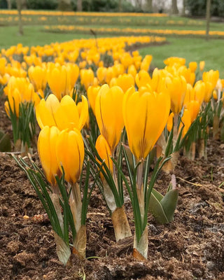 Crocus Chrysanthus Fuscotinctus