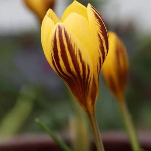 Crocus Chrysanthus Gipsy Girl