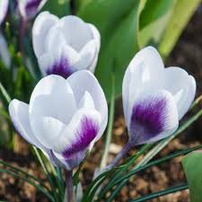 Crocus Chrysanthus Prins Claus